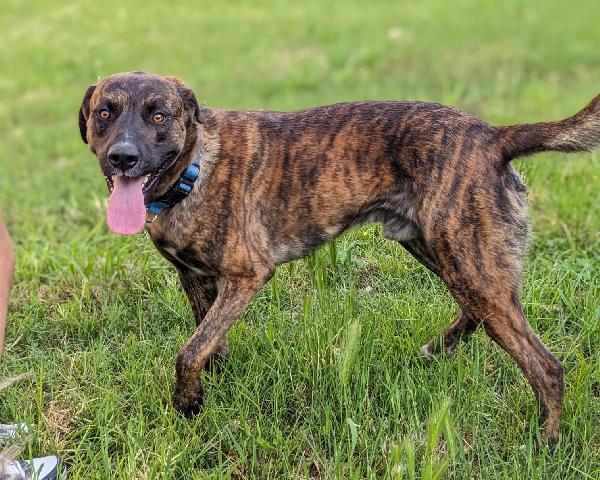 Bear, cane tigrato 3 anni – taglia media, dolce e intelligente Foto 3